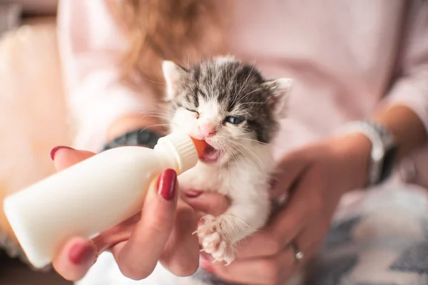 Chica Con Gatito Pequeño Gato Amamantando Bebiendo Leche Biberón Recién —  Fotos de Stock