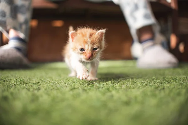 Little baby cat kitten playing in the garden outdoors. Pet ,animal lover, cat adoption and veterinary