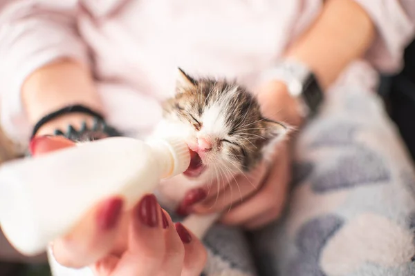 Chica Con Gatito Pequeño Gato Amamantando Bebiendo Leche Biberón Recién —  Fotos de Stock