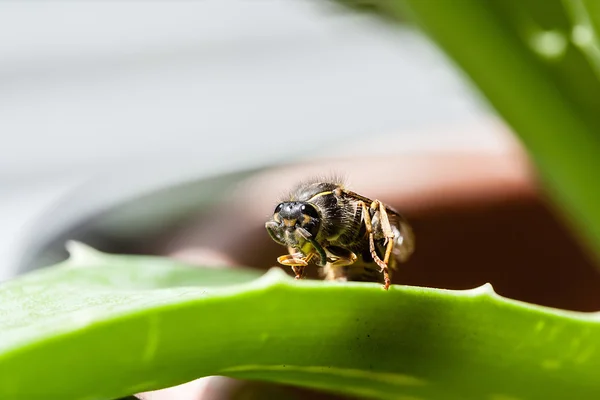 Макрос постріл поширених повітряних Yellowjacket (Dolichovespula Arenari — стокове фото