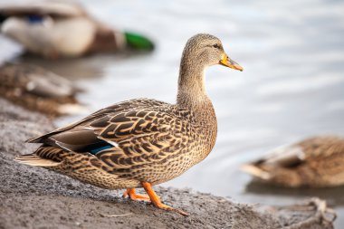 Dişi Mallard Duck (Anas platyrhynchos)