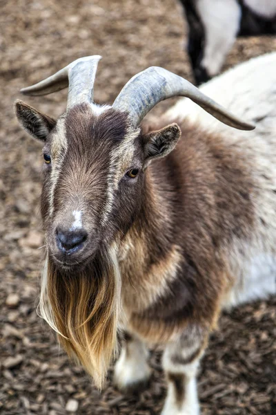Cute Bearded Goat With Horns — Stock Photo, Image