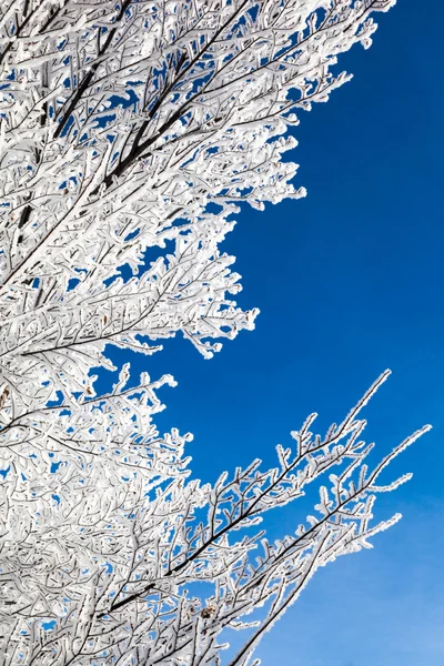 Wintersneeuw takken — Stockfoto