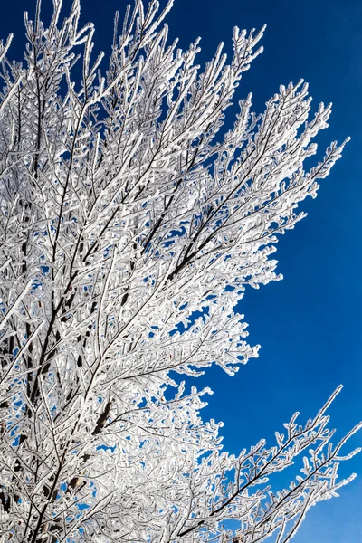 Ramas de nieve invierno — Foto de Stock