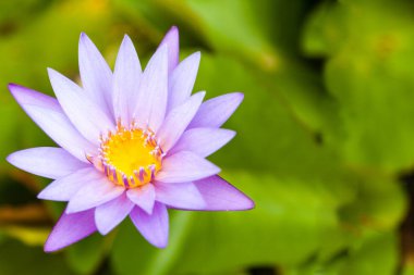 Lotus çiçeği üzerinde kopya alanı ile yeşil Pond