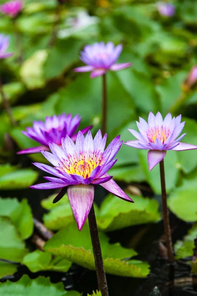 Lotus Flowers Nelumbo Nucifera — Stock Photo, Image