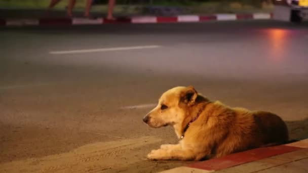 Собака лежить на дорозі. Проходячи автомобілів та мотоциклів. Таїланд — стокове відео