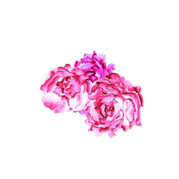 Akvarell illusztráció. akvarell virágok piros bazsarózsa fehér alapon. botanika és virág, tavaszi színe.kész sablon képeslaphoz — Stock Fotó