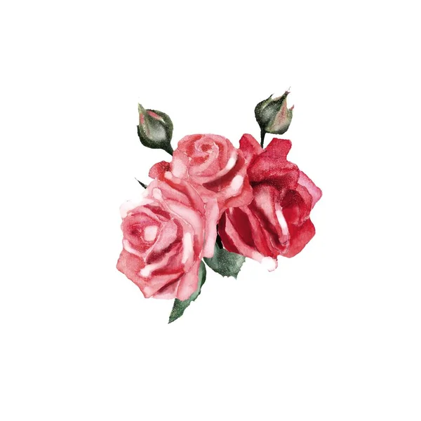 Akvarell illusztráció. akvarell virágok vörös rózsa bimbók fehér alapon. botanika és virág, tavaszi színe.kész sablon képeslaphoz. — Stock Fotó