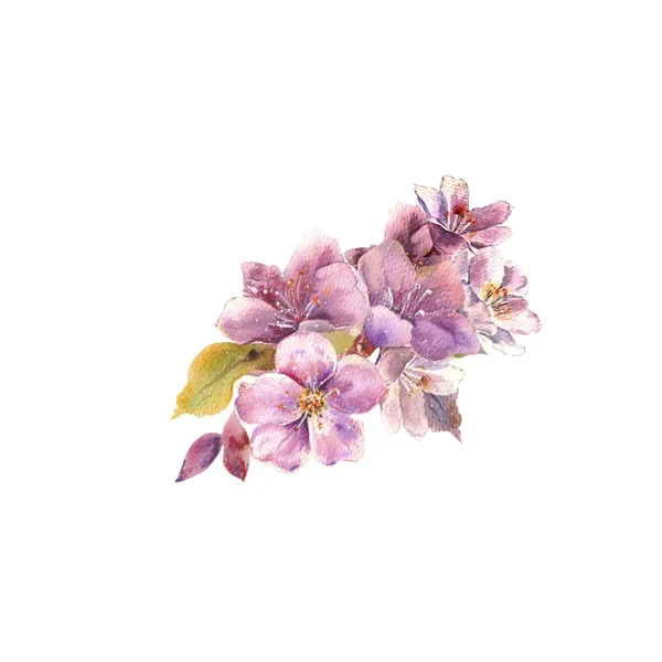 Aquarelillustratie. aquarel bloemen van een voorjaar appel boom knoppen op een witte ondergrond. plantkunde en bloemisten, lente kleuren.kant-en-klare sjabloon voor een ansichtkaart. — Stockfoto