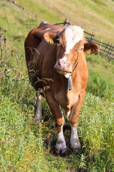 Vaca en campo verde —  Fotos de Stock