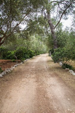 Park road, bahar zamanı