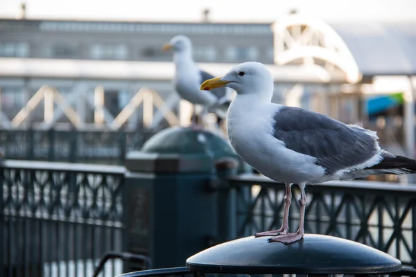 Gaviotas en una valla en la ciudad —  Fotos de Stock