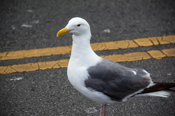 Gaviota blanca y negra en carretera —  Fotos de Stock