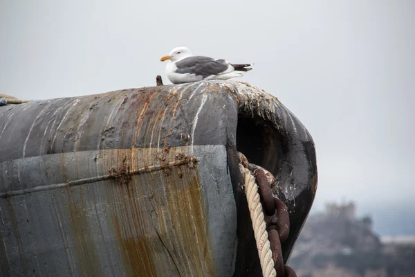 Cuibul păsărilor pe submarin — Fotografie, imagine de stoc