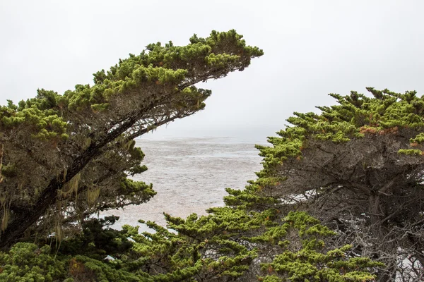 Arbres verts au bord de la mer — Photo