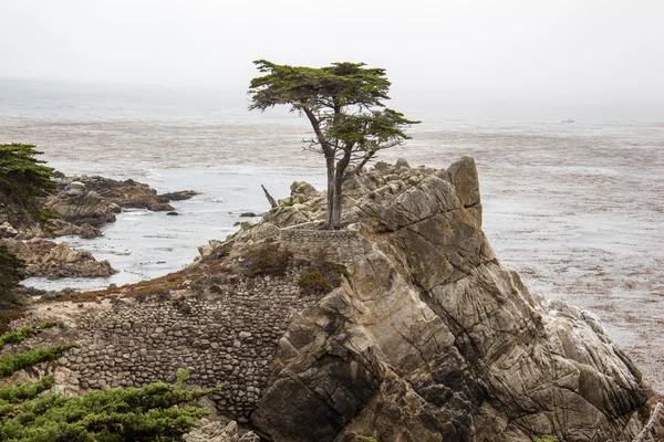 Cliff z drzewa na brzegu morza — Zdjęcie stockowe