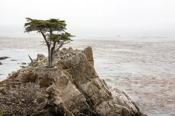 Falaise avec arbre au bord de la mer — Photo