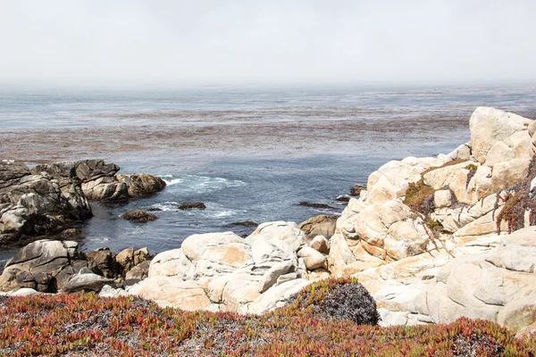 Orilla rocosa del mar con hierba — Foto de Stock