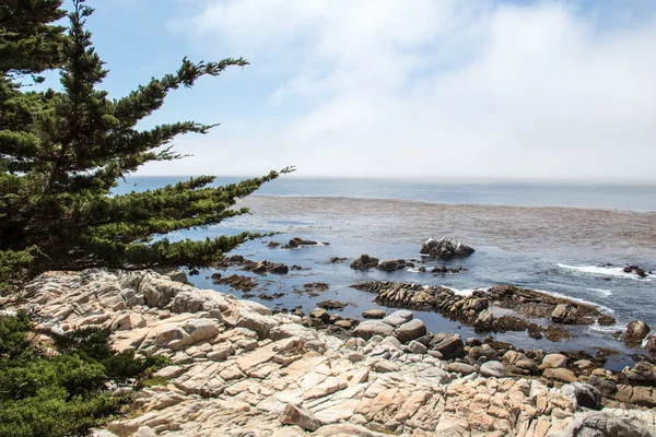 Brzeg morza kamieniste z drzew — Zdjęcie stockowe