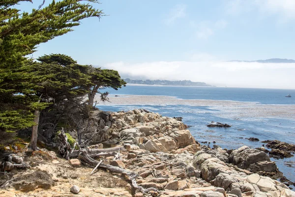 Kamenné moře pobřeží se stromy — Stock fotografie