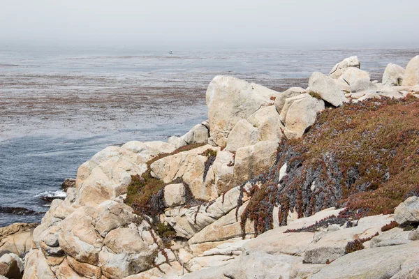 Brzeg morza kamieniste z trawy — Zdjęcie stockowe