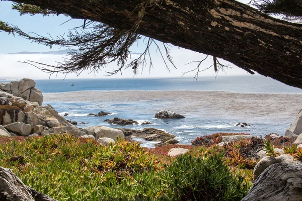 Árbol viejo en la orilla del mar — Foto de Stock