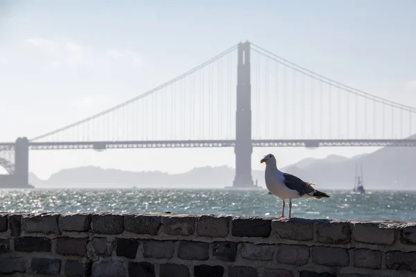 Seagull standing on old wall — Stock Photo, Image