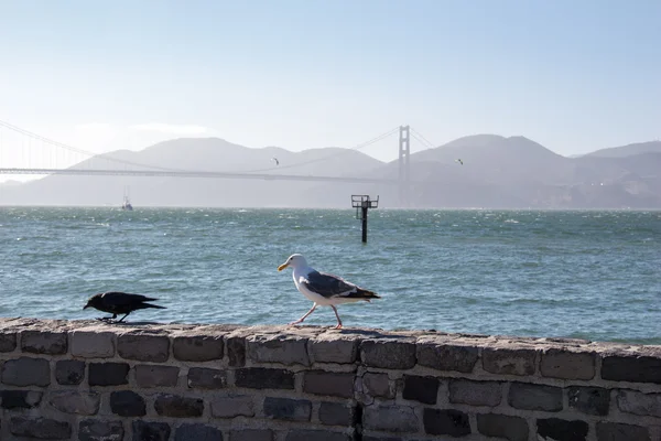 Seagull and raven standing on old wall — Stock Photo, Image