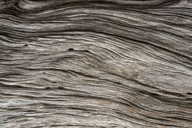 Paralel lifli bir yapısı olan ölü bir ardıçkuşunun gövdesinin yakın çekim dokusu.