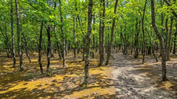 Caminho Pedregoso Através Bosque Carvalho Verde Verão Horizontal Panorâmico — Fotografia de Stock