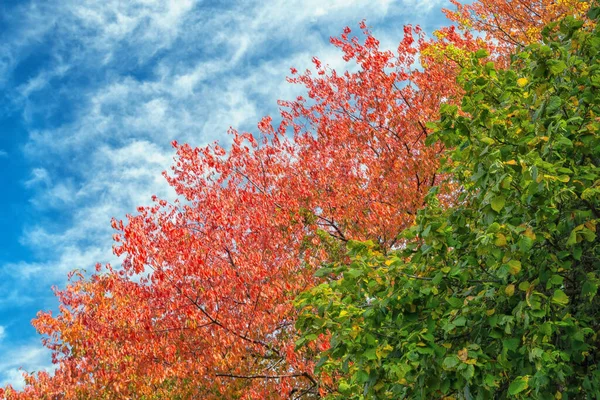 Mavi arka planda soyut yeşil ve kırmızı sonbahar ağaçları