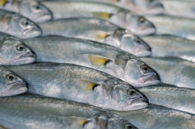 Seçici odaklı tam ekran mavi balık (Pomatomus saltatrix) dokusu