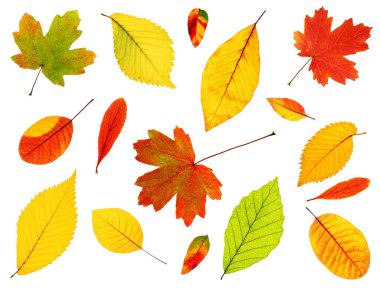 Beyaz arka planda izole edilmiş farklı sonbahar yaprakları (akçaağaç, kayın ağacı, karaağaç, vahşi şam fıstığı, cotinus, barberry).