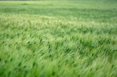 Seçici odaklı yeşil bir bahar mısır gevreği tarlası..
