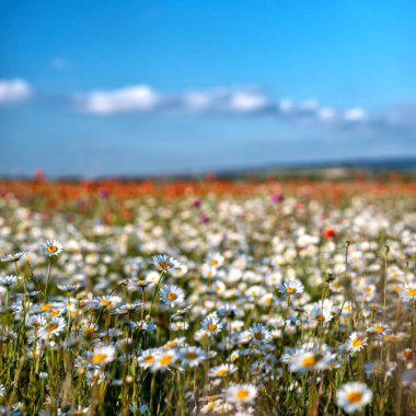 Önplanda seçici bir odak noktası olan beyaz papatya tarlası, kare bir çerçeve..