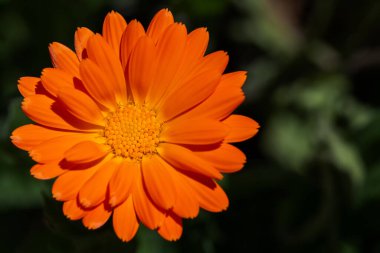 Koyu yeşillik üzerindeki tek bir takvimin (marigold) yakın görüntüsü bulanık arkaplan.