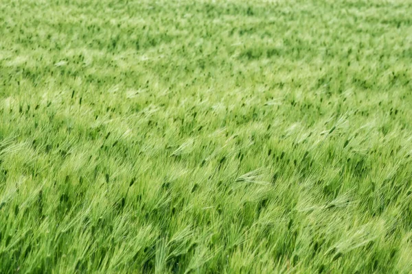 Full Screen Background Green Barley Field Selective Focus — Stock Photo, Image