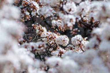 Seçici odak ile çiçek açan siyah diken (prunus spinosa), bokeh önplan.