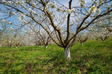 Baharın başında açan eski bir kiraz bahçesi.