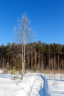 Huş hoarfrost ve yolu kış gün orman kenarı ile kaplı