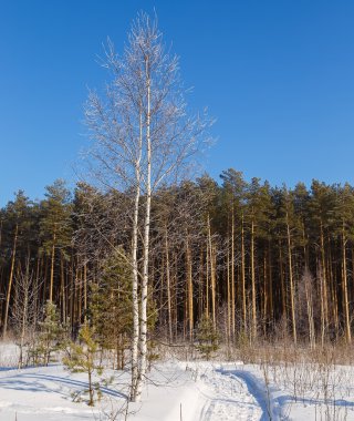 Huş hoarfrost ve yolu kış gün orman kenarı ile kaplı