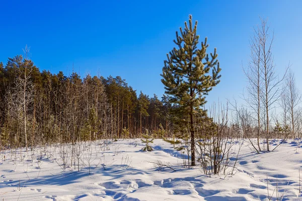 Pine forest on the background of the winter day sunny snow drifts — Stock Photo, Image