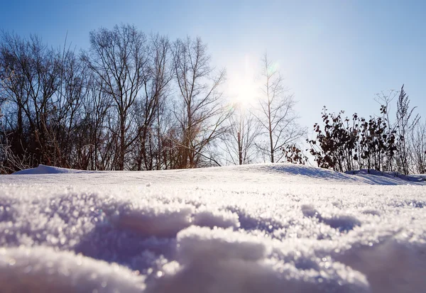 Weergave onder de zon schijnt door de bomen en de sneeuw sneeuwjacht — Stockfoto