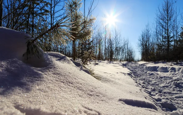 sun breaks through the spruce winter rays of spring