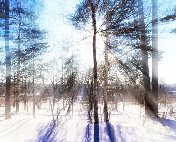 Zon schijnt door de bomen Winter forest Rusland — Stockfoto