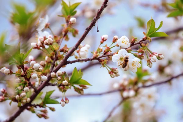 Abeille pollinise les fleurs des pommiers au printemps ensoleillé — Photo