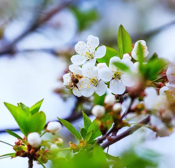 Abelha poliniza flores de macieiras na primavera ensolarada — Fotografia de Stock