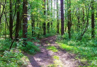 Patika ormandaki bir yaz güneşli, güzel manzara