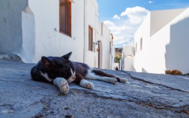 taş sokak gün ısı yalan tembel uyuyan kedicik